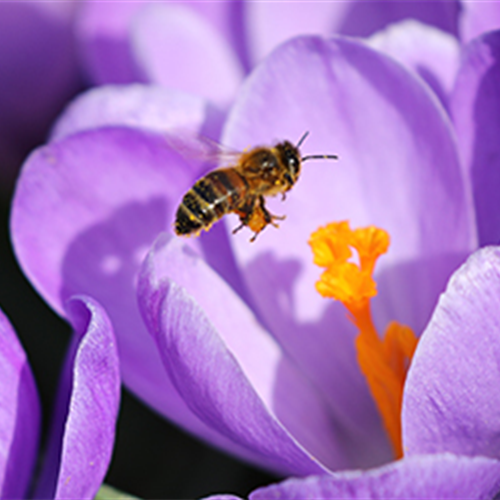 Bienenfreundliche Blumenzwiebeln