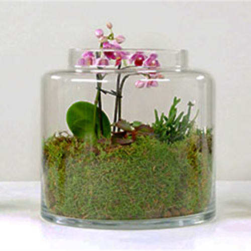 Orchideen-Terrarium