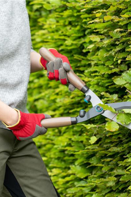Heckenschnitt: Perfekt in Form