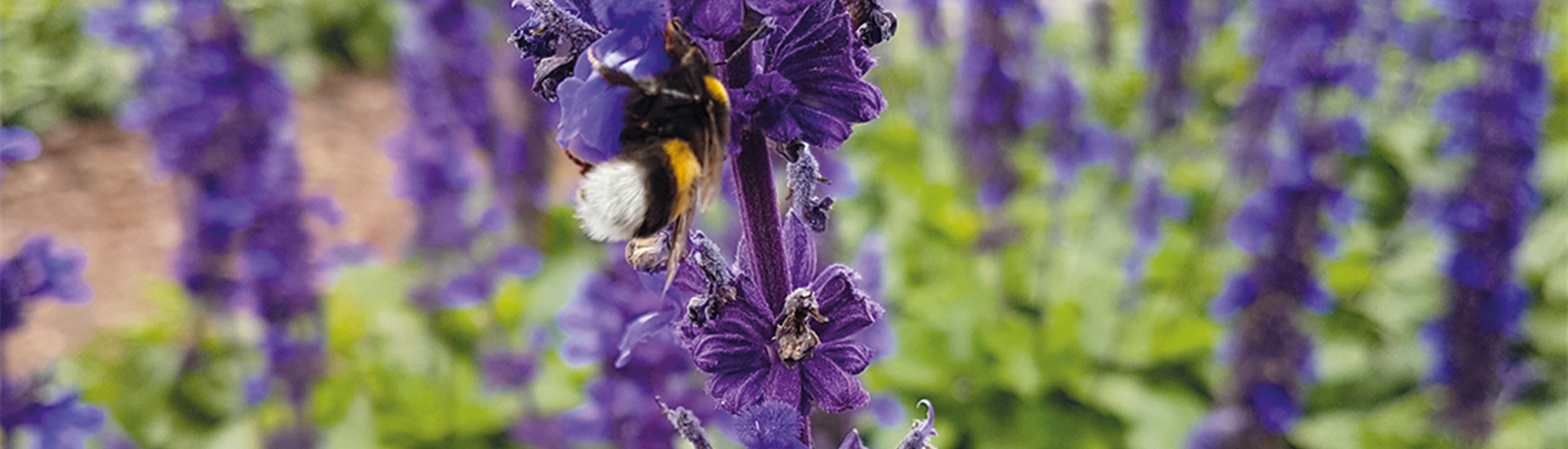 Jumbotron_Bienen.jpg Jumbotron_Bienen.jpg