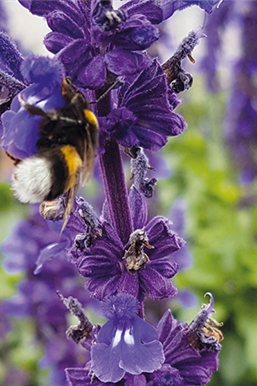 Insektenfreundliche Stauden und Pflanzen