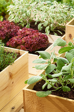 Sommerzeit ist Kräuterzeit