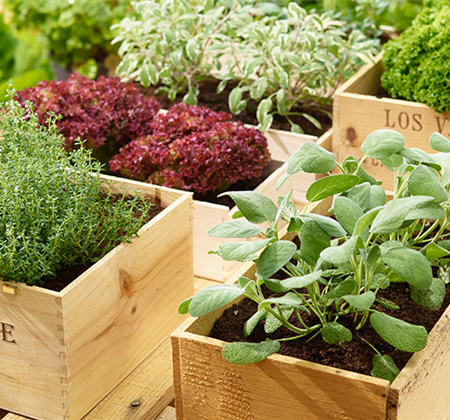 Sommerzeit ist Kräuterzeit