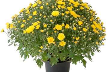Chrysanthemen & Co.