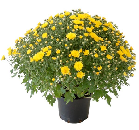 Chrysanthemen & Co.