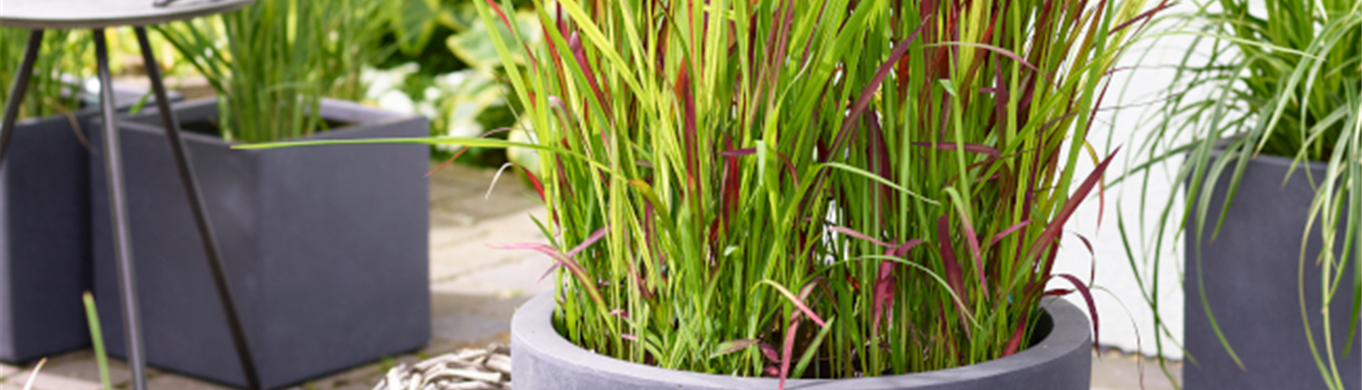 GSslider_Japanisches_Blutgras.jpg GSslider_Japanisches_Blutgras.jpg