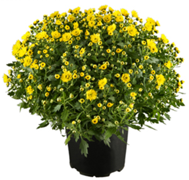 Chrysanthemenbusch XXL - 8,99 €