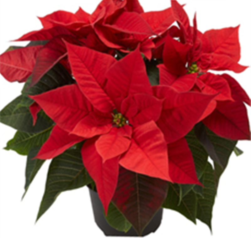 Weihnachtsstern - 2,99 €