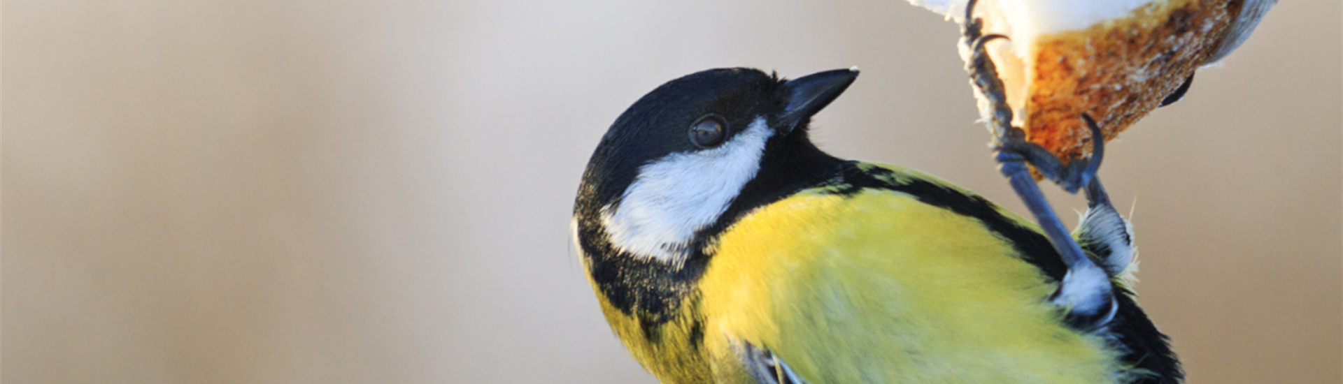 BE_Januar_Tippdesmonats_Wildvögel2.jpg BE_Januar_Tippdesmonats_Wildvögel2.jpg