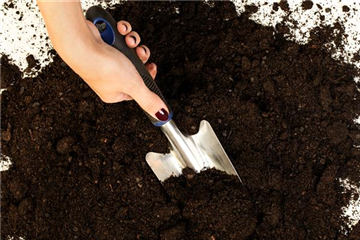 Allgemeine Gartenarbeit im März