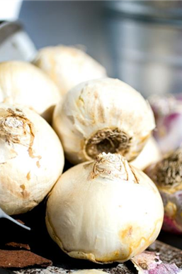 Pflanz den Frühling