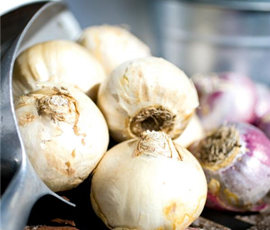 Pflanz den Frühling