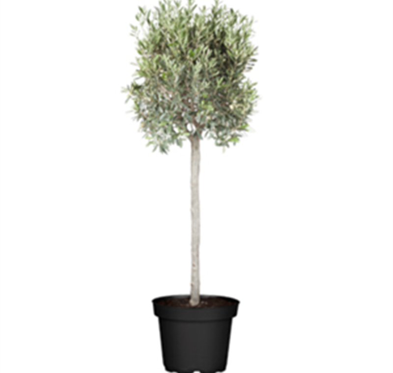 Oliven-Stämmchen - 19,99 €