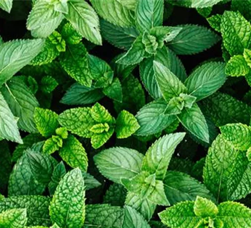 Gemüse, Kräuter & Obst