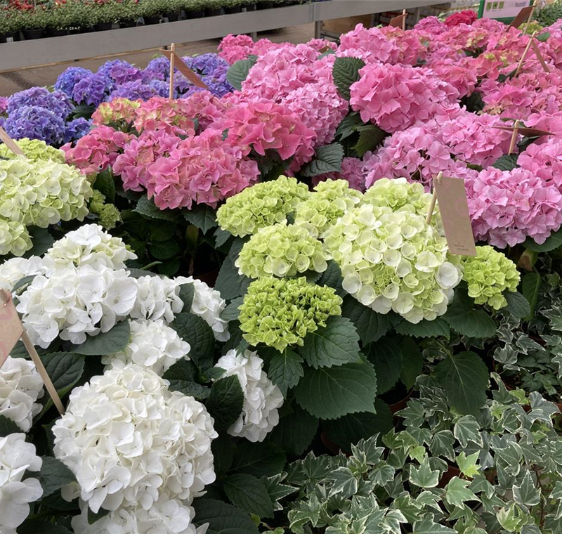 Sommerblumen Sommerblumen