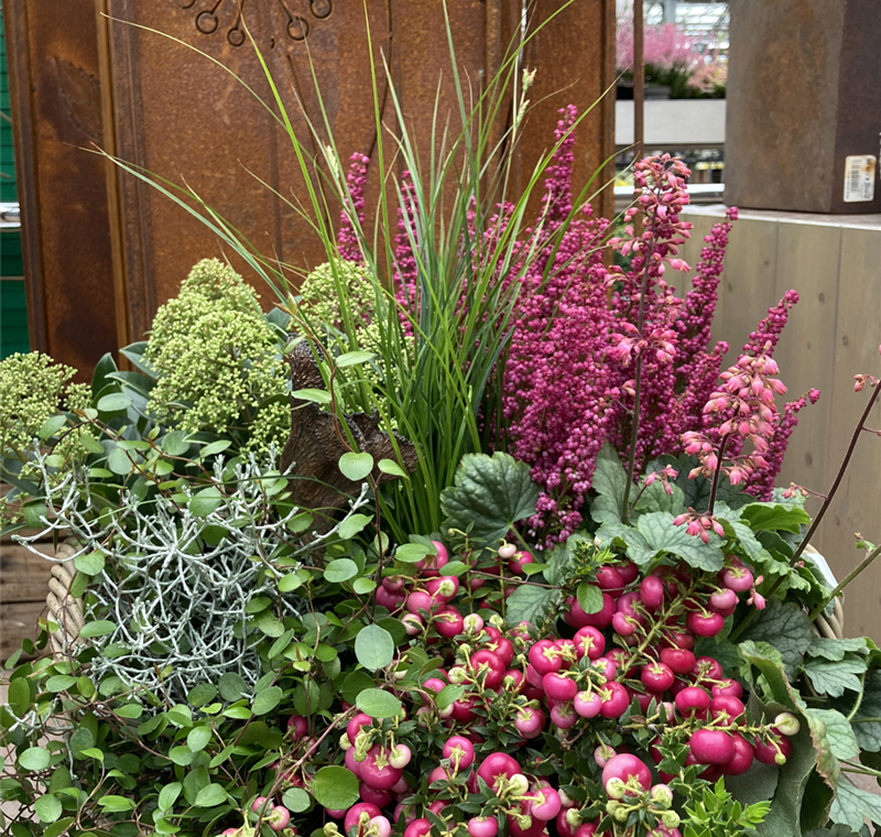 Herbstblumen Herbstblumen