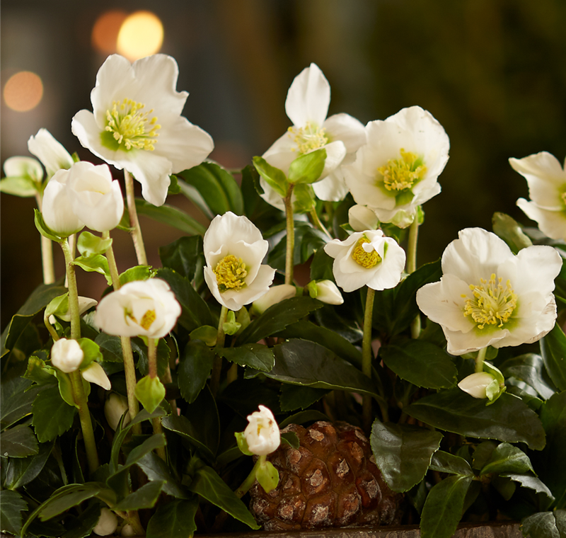 Winterblumen Winterblumen