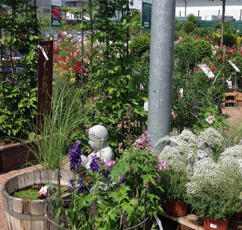 Gartenpflanzen Gartenpflanzen
