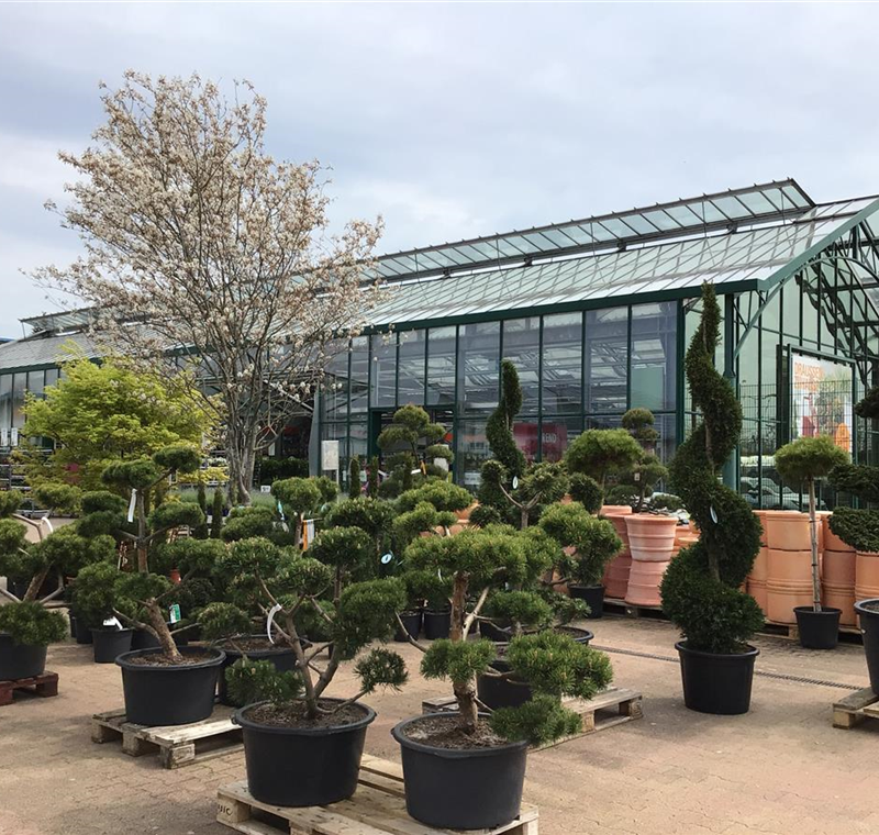 Bäume, Sträucher & Hecken Bäume, Sträucher & Hecken