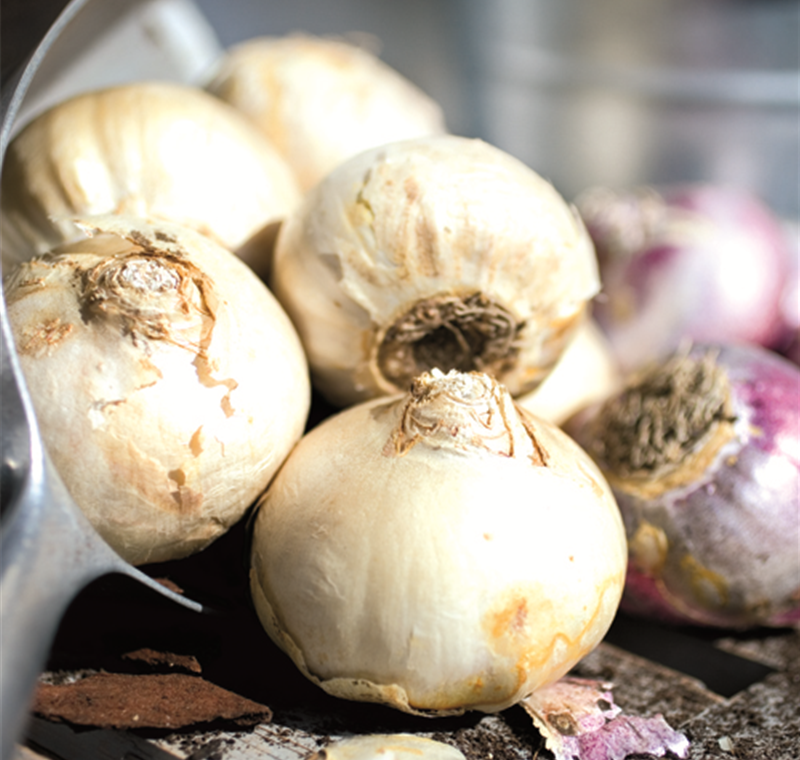 Blumenzwiebel & Knollen Blumenzwiebel & Knollen