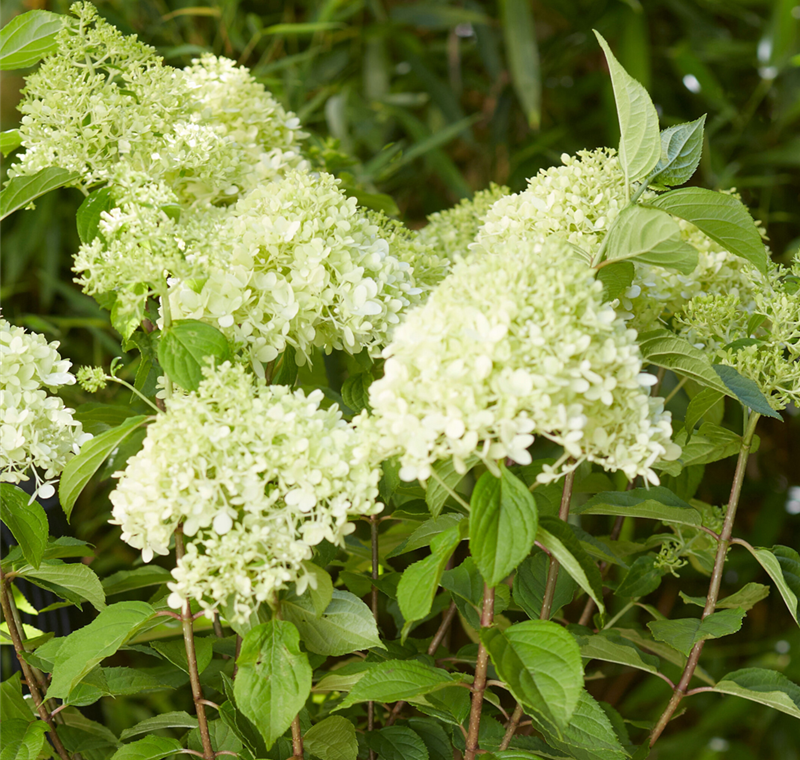 Hortensien Hortensien