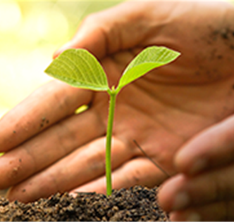 Pflanzenschutz & Pflege 