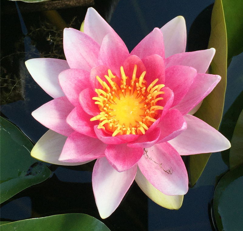 Wasserpflanzen Wasserpflanzen