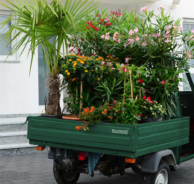 Lieferservice Lieferservice