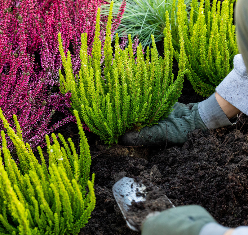 Pflanzservice Pflanzservice