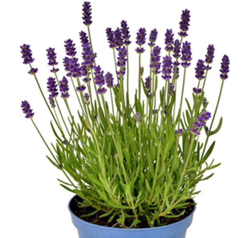 Lavendel 'Hidcote Blue' - 2,99 €