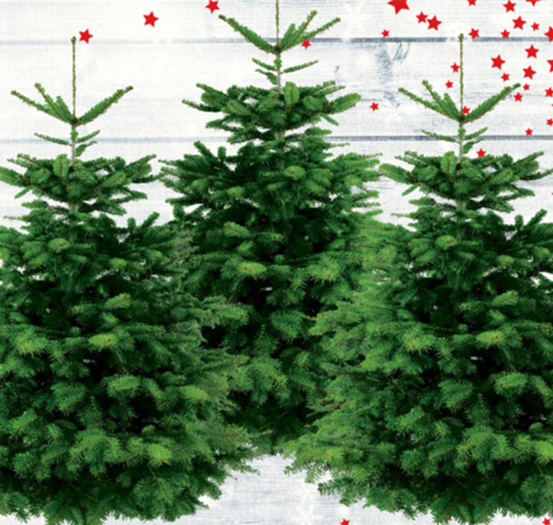 Nordmanntanne - 27,90 €