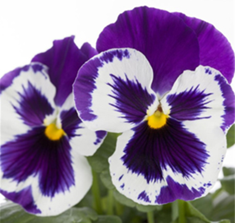 Stiefmütterchen - 0,69 €