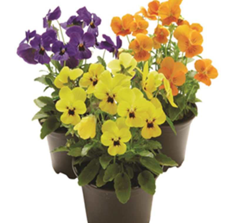 Hornveilchen - 0,69 €