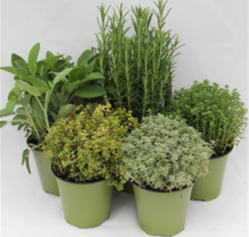 Italienische Kräuter - 3,49 €