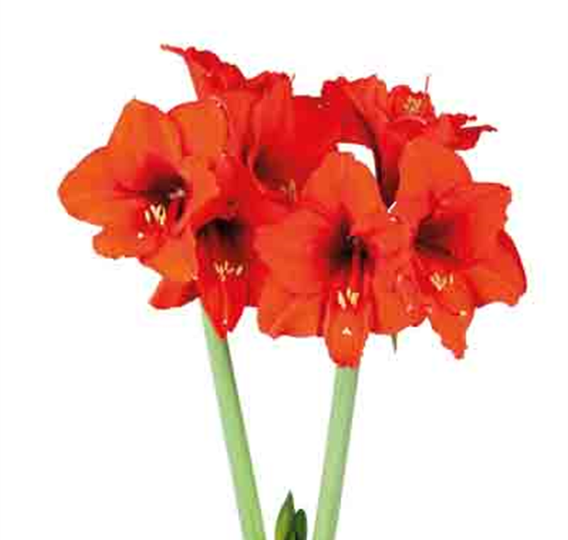 Amaryllis - 6,99 €