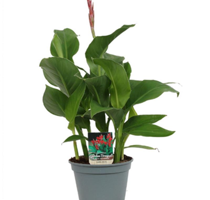 Indisches Blumenrohr - 11,99 €