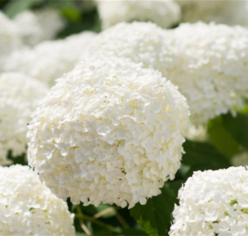 Ballhortensie 'Annabelle' - 14,99 €