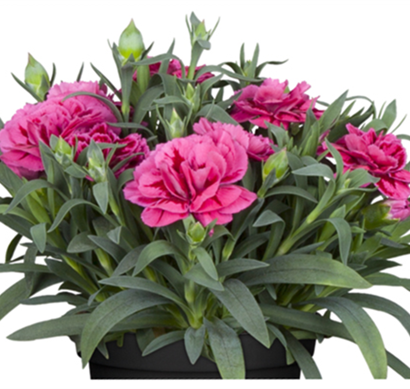 Gartennelke 'Devon Cottage' - 7,99 €