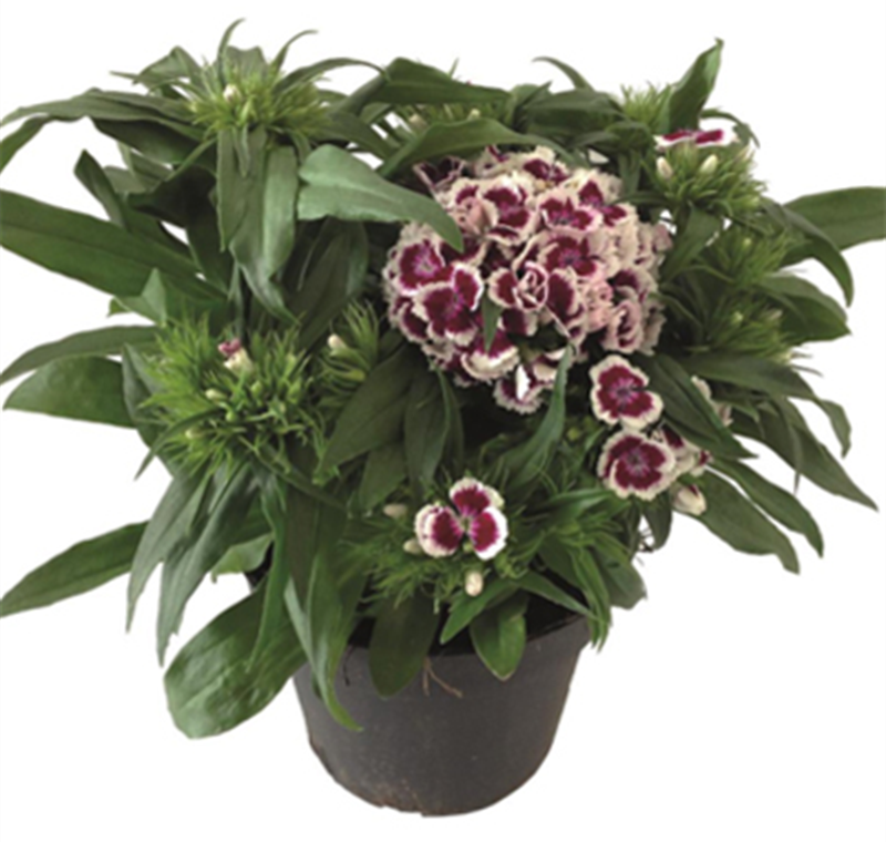 Bartnelke - 7,99 €