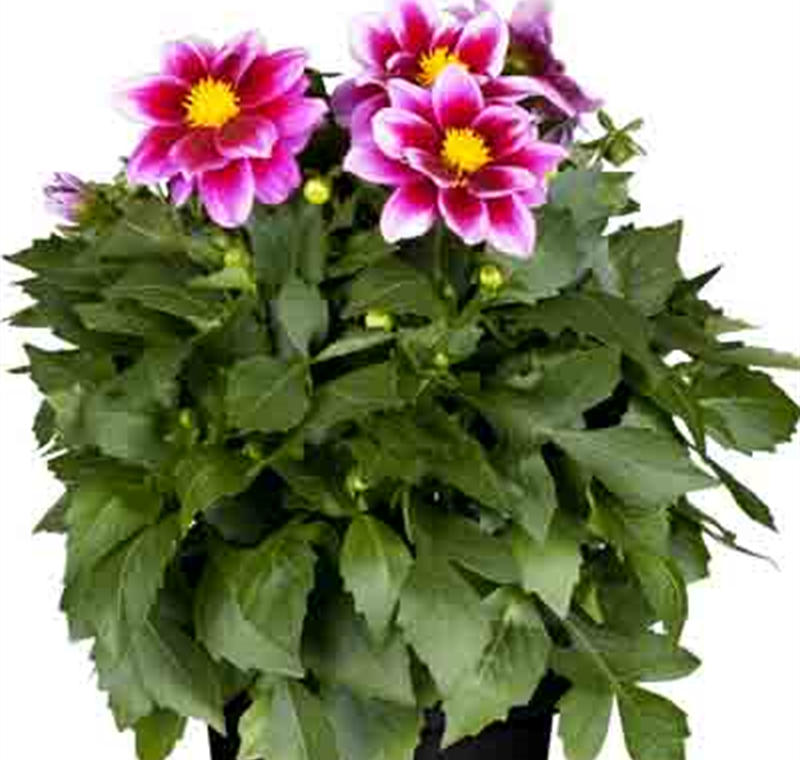 Dahlie - 6,99 €