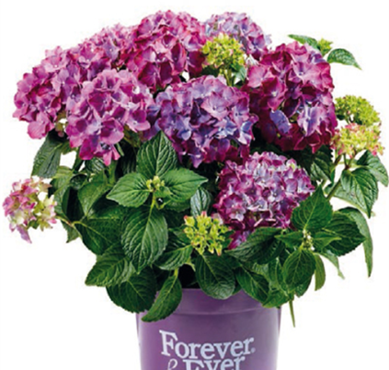 Hortensie 'Forever & Ever' - 24,90 €