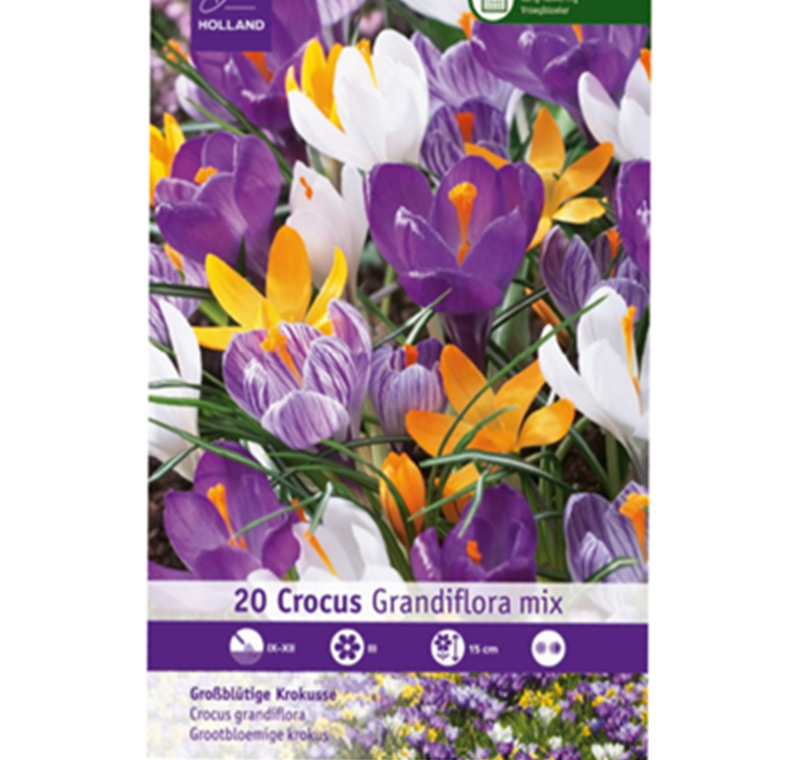Krokusse - 3,99 €