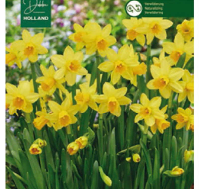Narzissen 'Tete a Tete' - 2,99 €