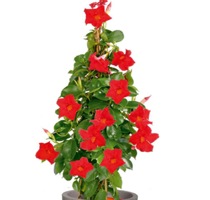 Dipladenien-Pyramide - 14,99 €