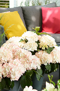 Blütenträume mit Rosen und Hortensien