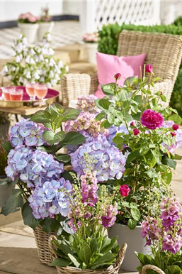 Terrasse & Balkon im Juni