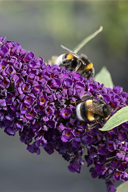 Duftende Schönheiten für einen lebendigen Garten