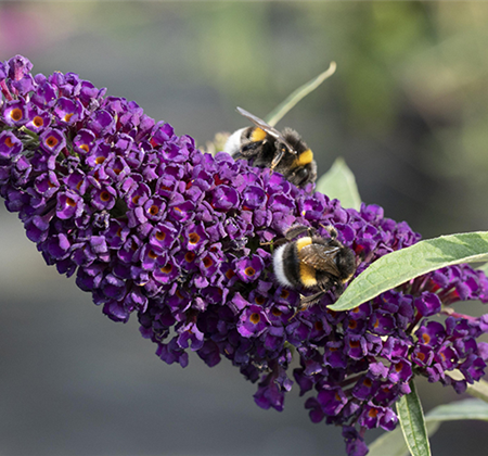 Duftende Schönheiten für einen lebendigen Garten
