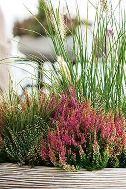 Gräser als Terrassenschmuck