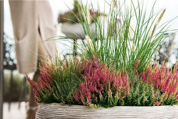 Gräser als Terrassenschmuck